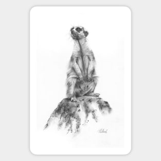 Sentinel - Meerkat pencil drawing Sticker